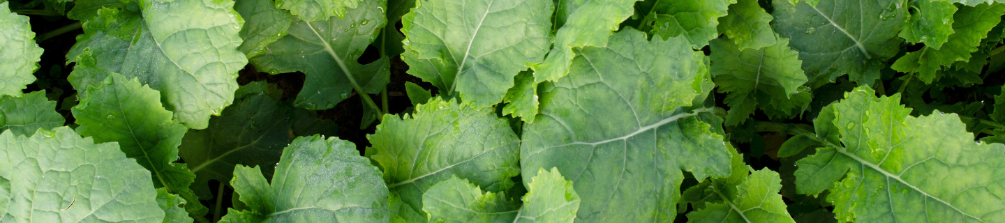 Gajus- OSR