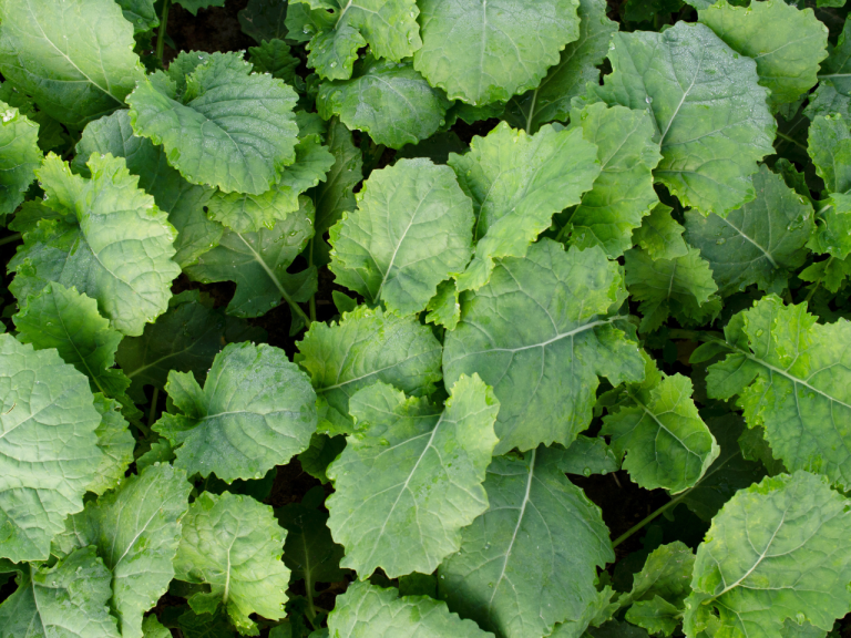 Gajus- OSR