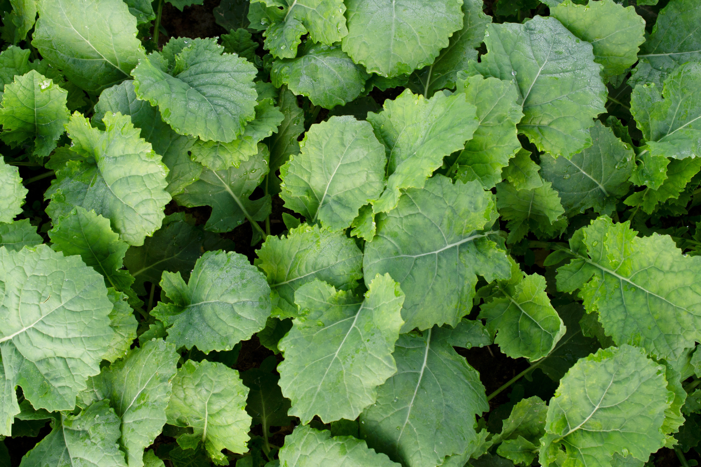 Gajus- OSR